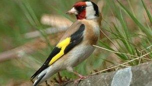 A goldfinch