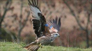 Grizedale red kite