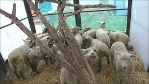 The rescued lambs in a pen at an RSPCA centre in Birmingham