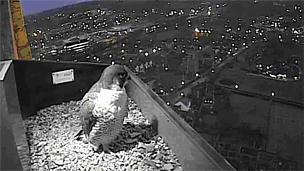 A peregrine falcon on the webcam
