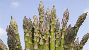 Asparagus - Pic: British Asparagus Growers Association