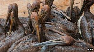 Oil covered brown pelicans found off the Louisiana coast after the oil spill