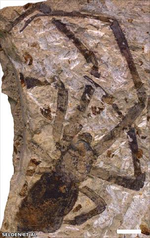 Fossil spider