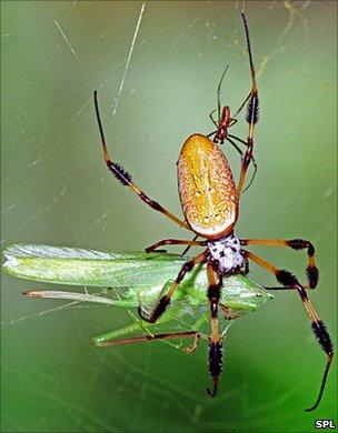 Female golden silk spider with prey - and small male