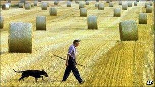 A German farmer in a grain field in Mechow, in the eastern state of Brandenburg