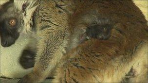 Endangered baby black lemur born at Isle of Wight Zoo - BBC News