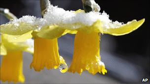 Snow-covered daffodils
