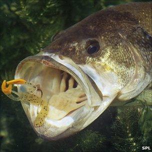 Largemouth bass