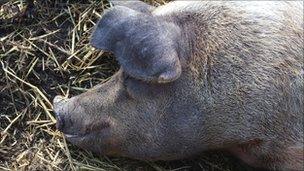A pig at Hackney City Farm