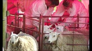 sheep being vaccinated