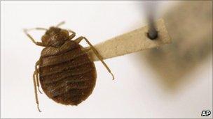 Bedbug displayed at the Smithsonian Institution National Museum of Natural History in Washington