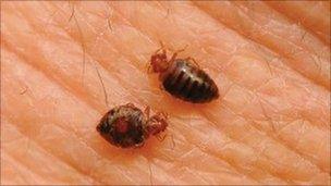 Bedbugs (photo: National Pest Management Association)