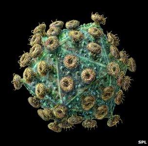 The HIV virus