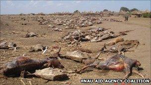 Carcasses of cattle killed by drought