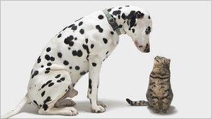 Dog looking at a cat