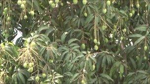 mango orchard