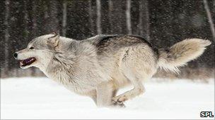 A wolf in the snow