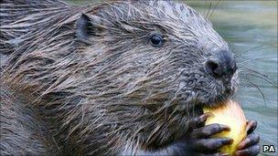 Beaver