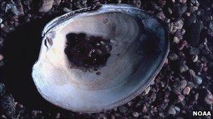 Northern quahog