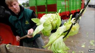 Farmer destroys lettuce in Ronneburg near Hanover
