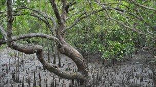 Sundarbans forest