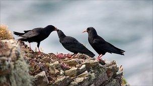 Choughs in Cornwall