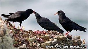 Choughs. Pic: Andy Hay/RSPB-images.com