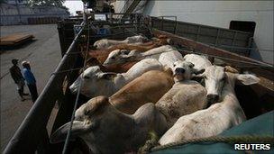 Australian cows are loaded onto a truck after arriving at the Tanjung Priok port in Jakarta May 31, 2011