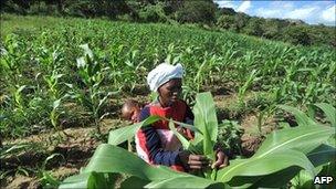 A worker on small-scale farm in Zimbabwe (archive shot)