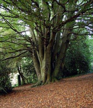 Beech tree (Image: Emma Murtagh)