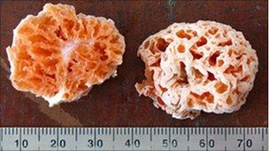 Spongiforma squarepantsii (SFSU)