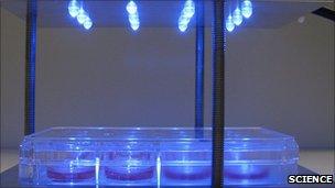Клетки получают световую обработку (Изображение: Science)