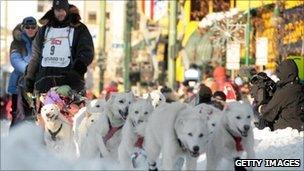 A dog sled team mushes down a street in the Alaskan capital, Anchorage
