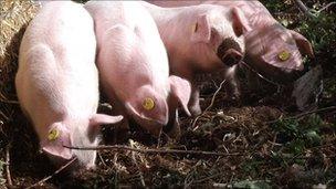 Pig power returns to restore Beacon Hill Country Park - BBC News