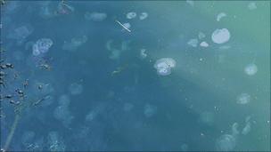 Jellyfish in the sea at Torness nuclear power station Pic: Paul Readman