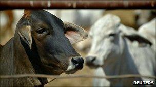Australia Lifts Ban On Indonesia Live Cattle Exports Bbc News
