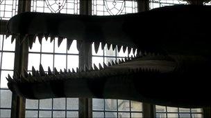 Model of Dorset pliosaur
