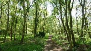 Path through woodland on Flitwick Moor