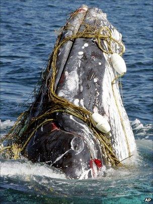 Humpback whale entangled in net