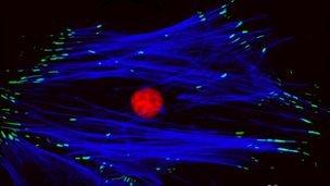 Stem cell on new "nano-patterned" surface