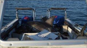 Shark on the research boat - image from Oceans Research