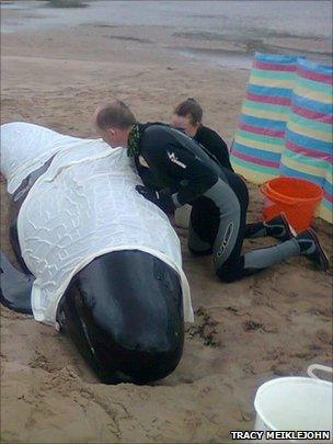 Whale rescuers