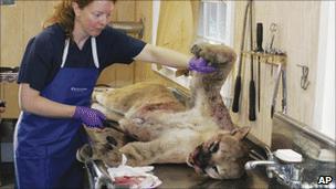 A Connecticut state worker examines the dead mountain lion