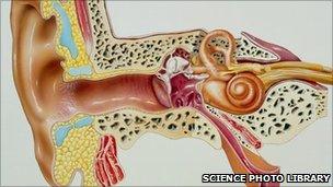 Cross section of the middle and inner ear