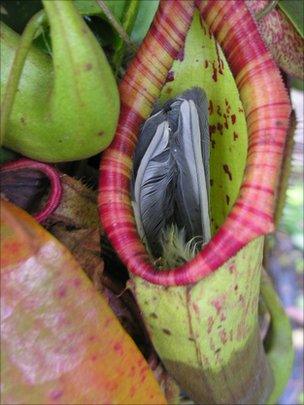 Blue tit caught inside pitcher plant