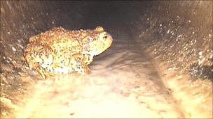Toad captured on CCTV