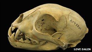 Iberian lynx skull