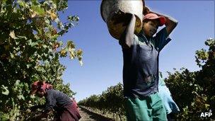 South African vineyard workers (file photo)