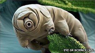Coloured scanning electron micrograph of a water bear (Paramacrobiotus craterlaki). (Image: Eye of Science / SPL)