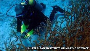 Great Barrier Reef